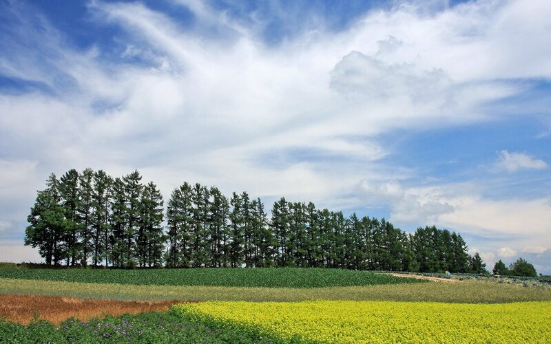 Fields and trees under cloudy sky