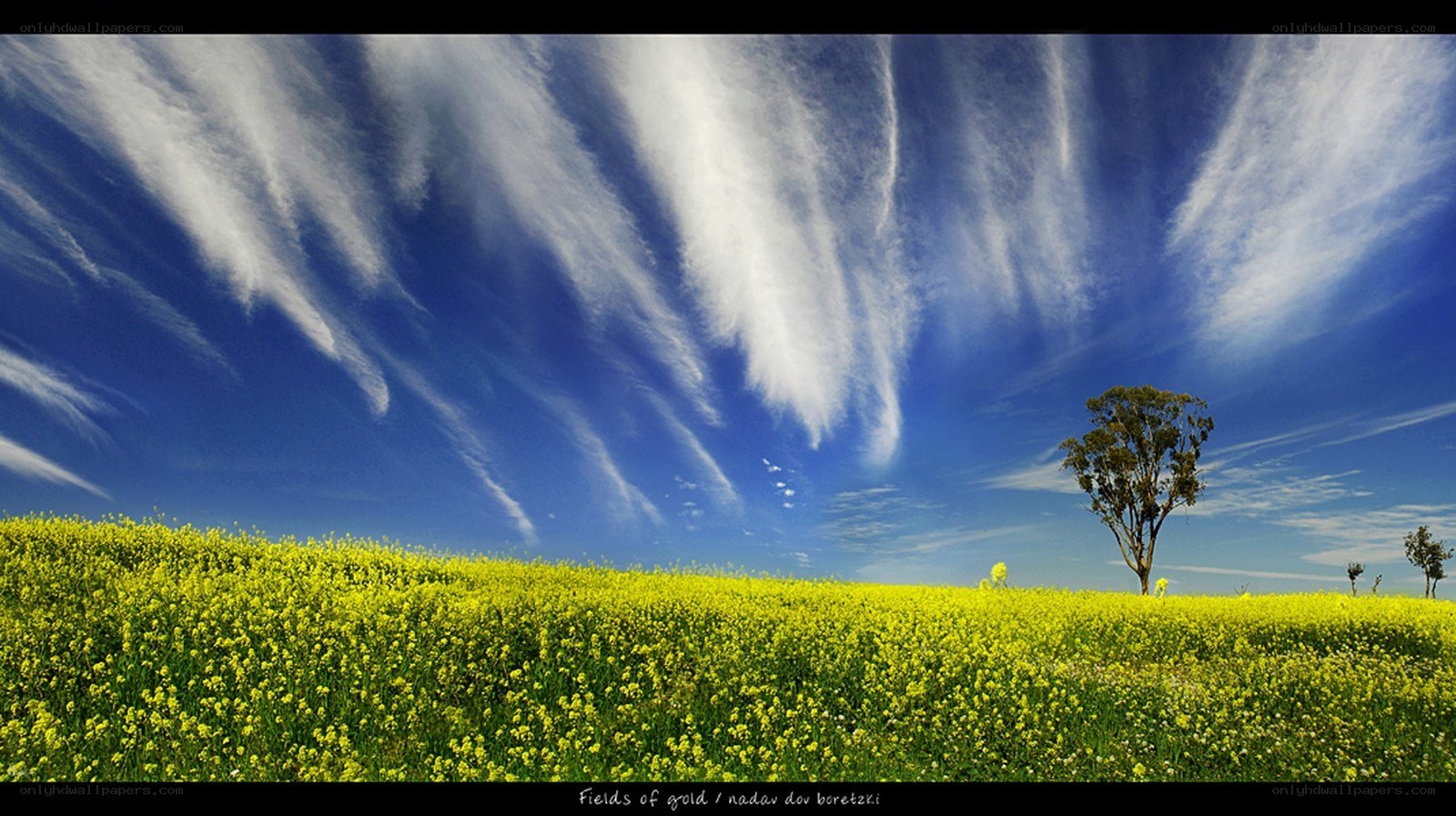 Fields of gold