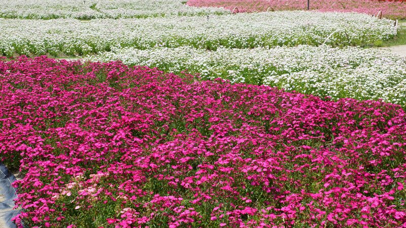 Fields of Pink and White Flowers