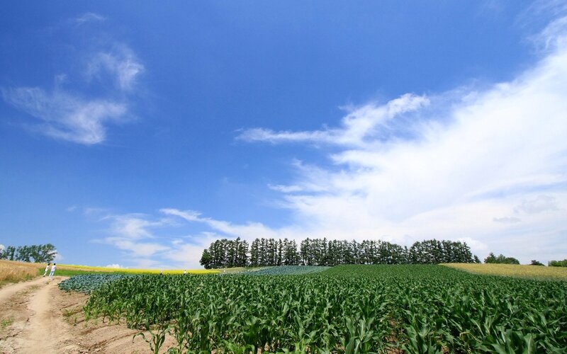 Fields under a blue sky