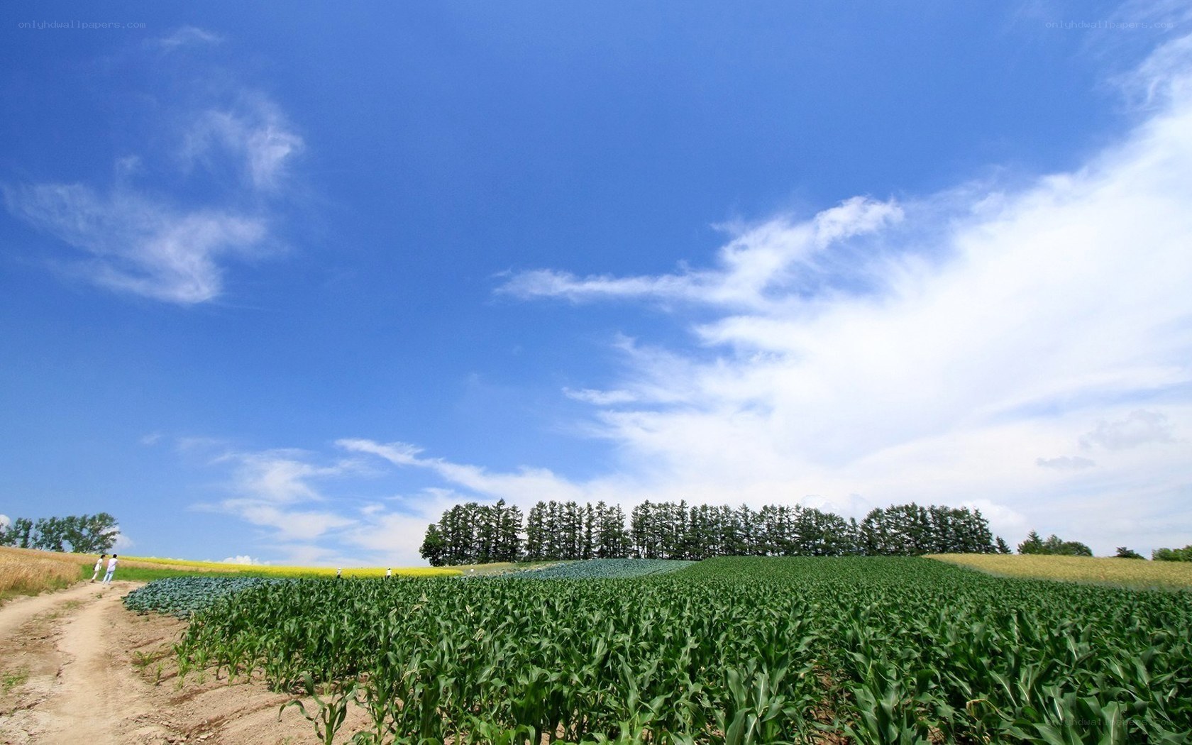 Fields under a blue sky