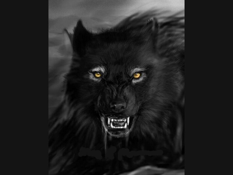fierce black wolf portrait