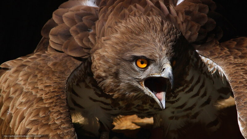 Fierce Brown Hawk