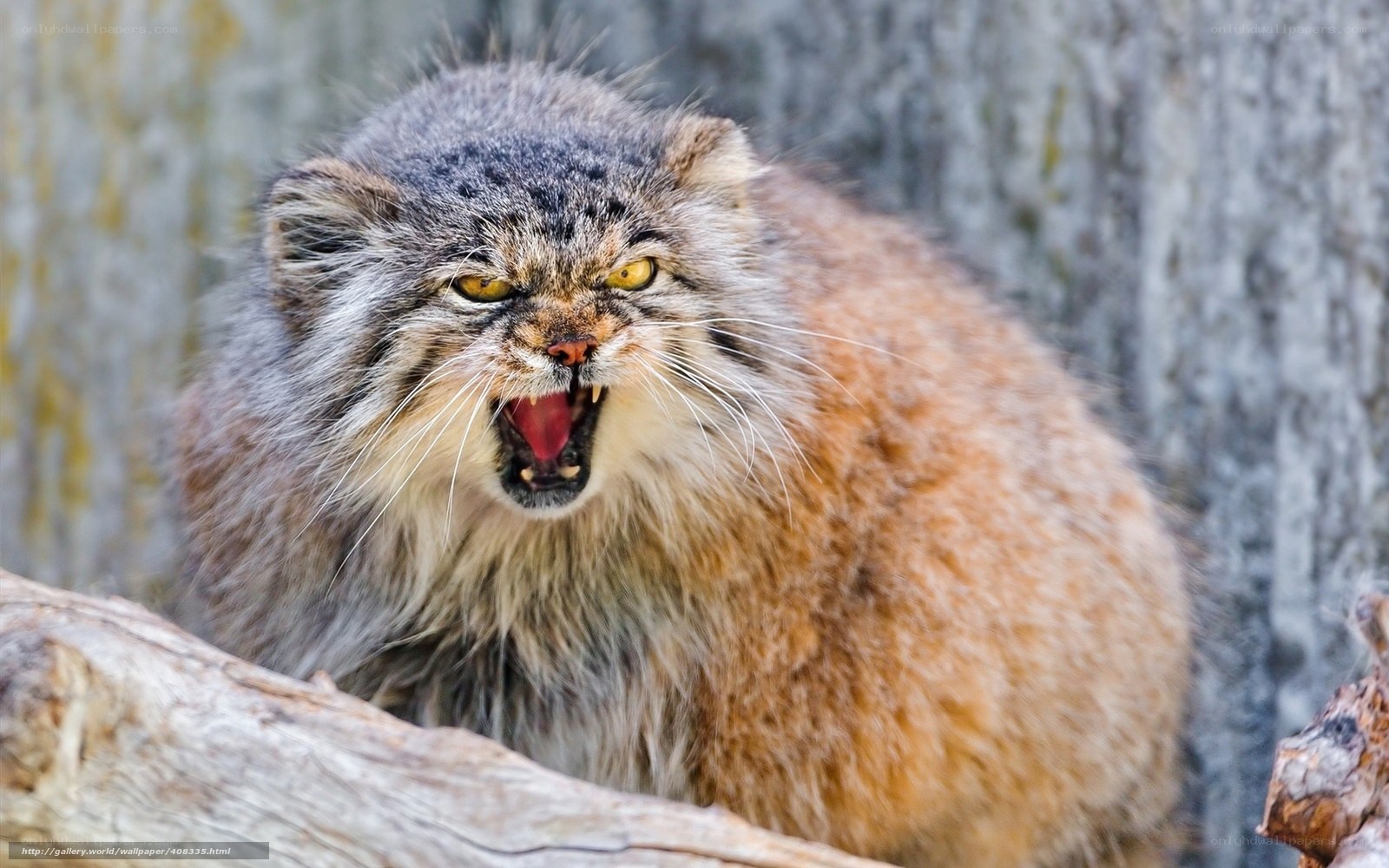 Fierce Pallas's cat snarling