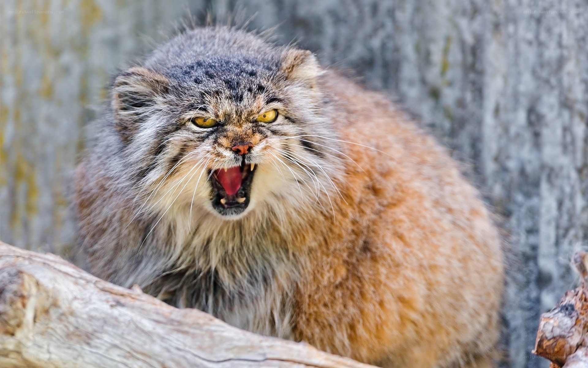Fierce Pallas's cat snarling