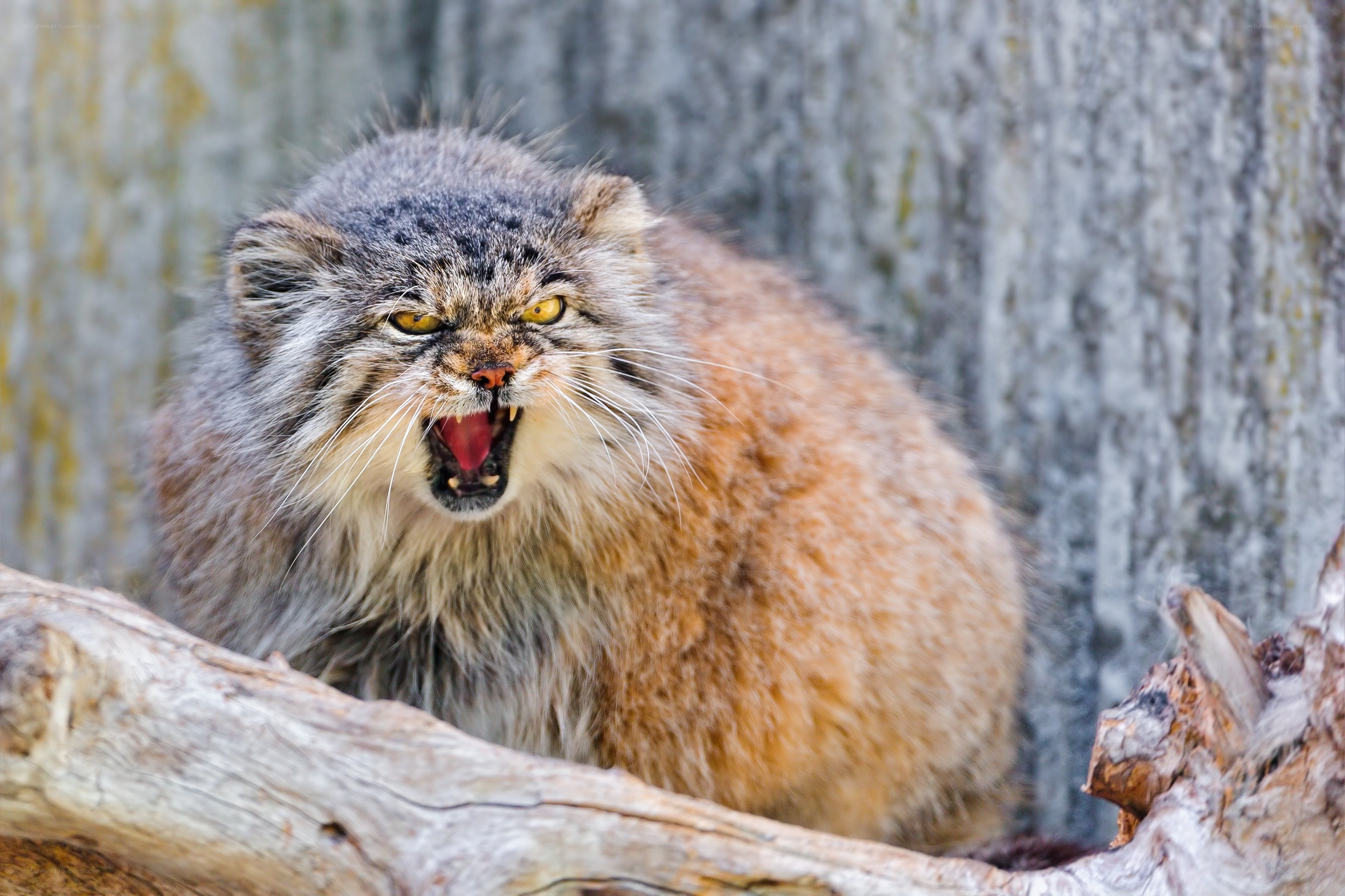 Fierce Pallas's cat snarling