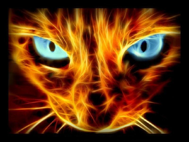 fiery cat eyes