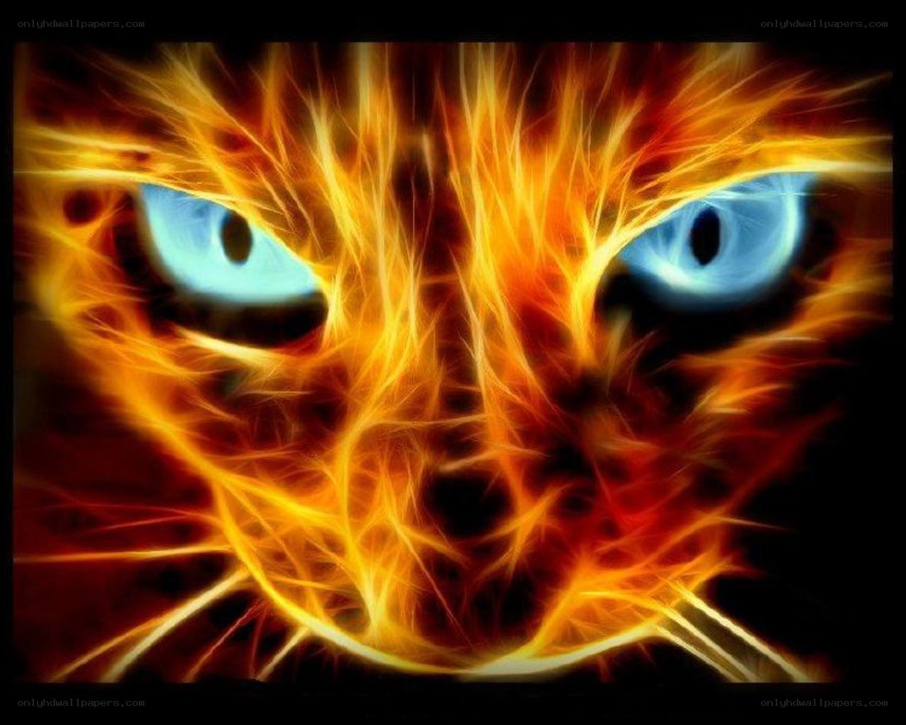 fiery cat eyes
