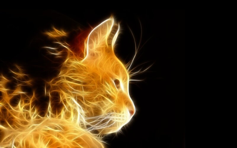 fiery cat in profile