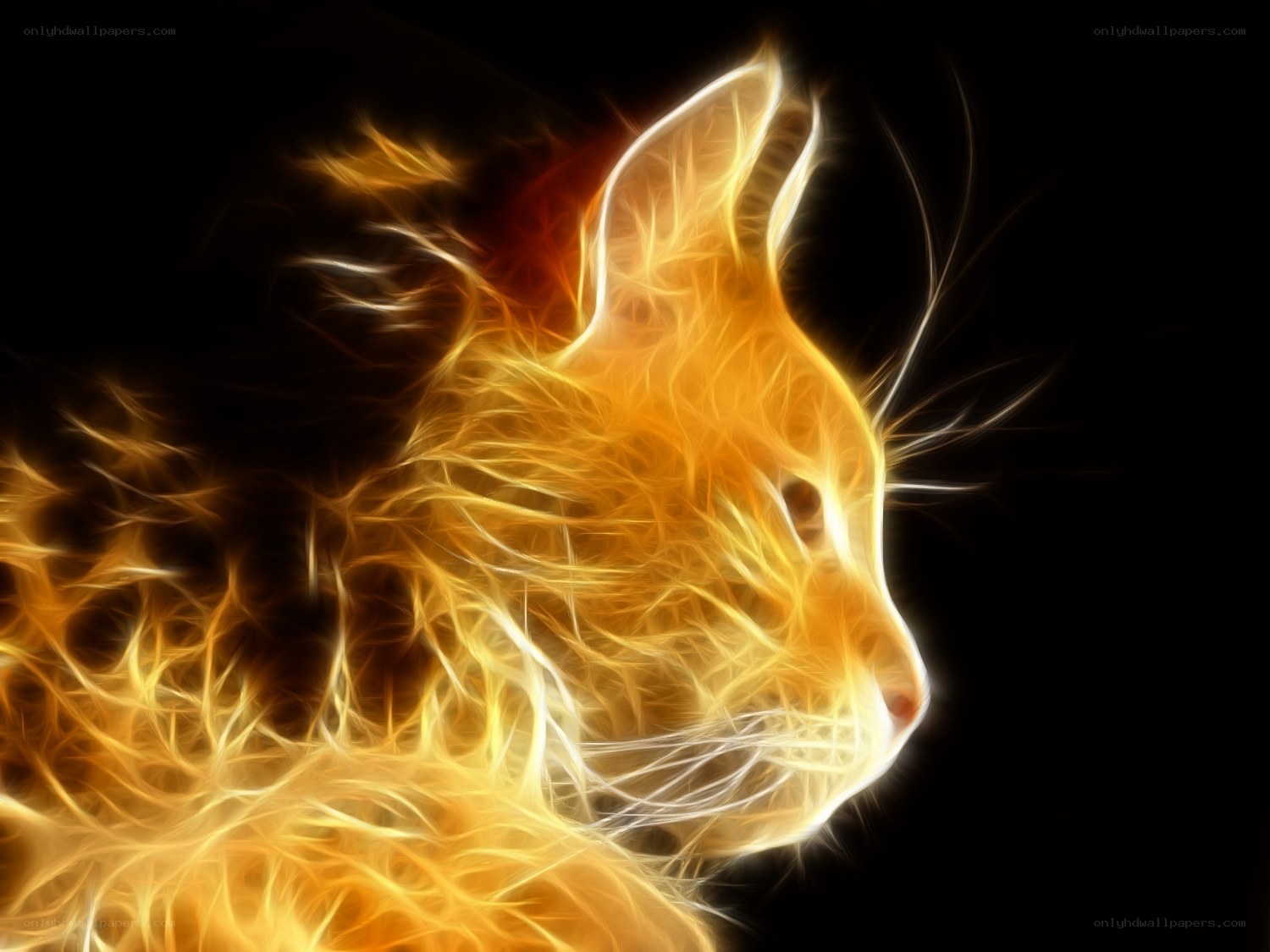 fiery cat silhouette