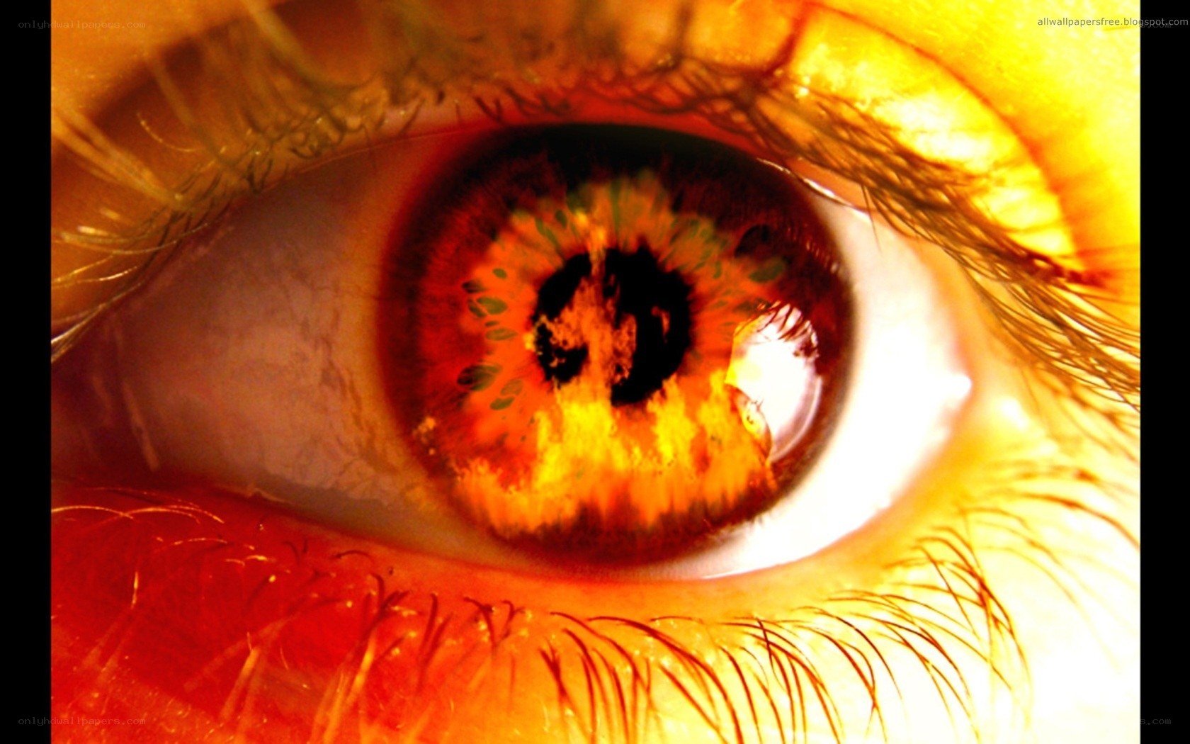 Fiery eye close-up