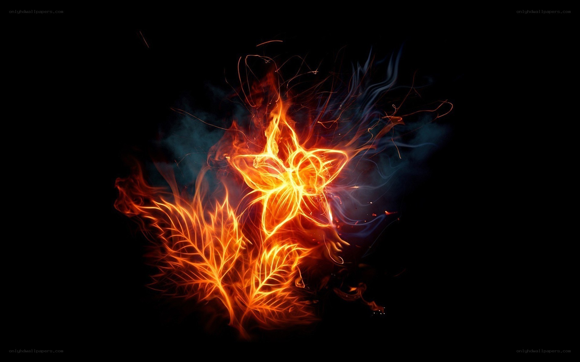 fiery flower and leaf
