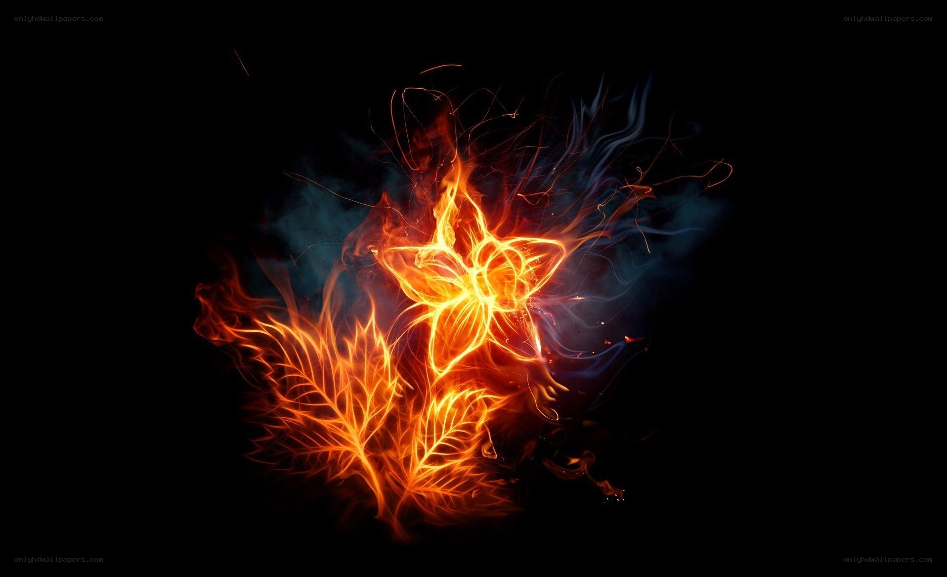 fiery flower and leaf