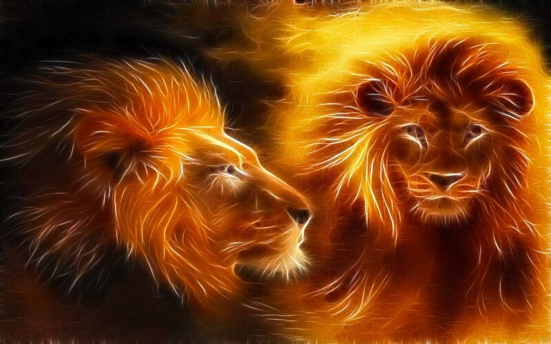 fiery lion portraits