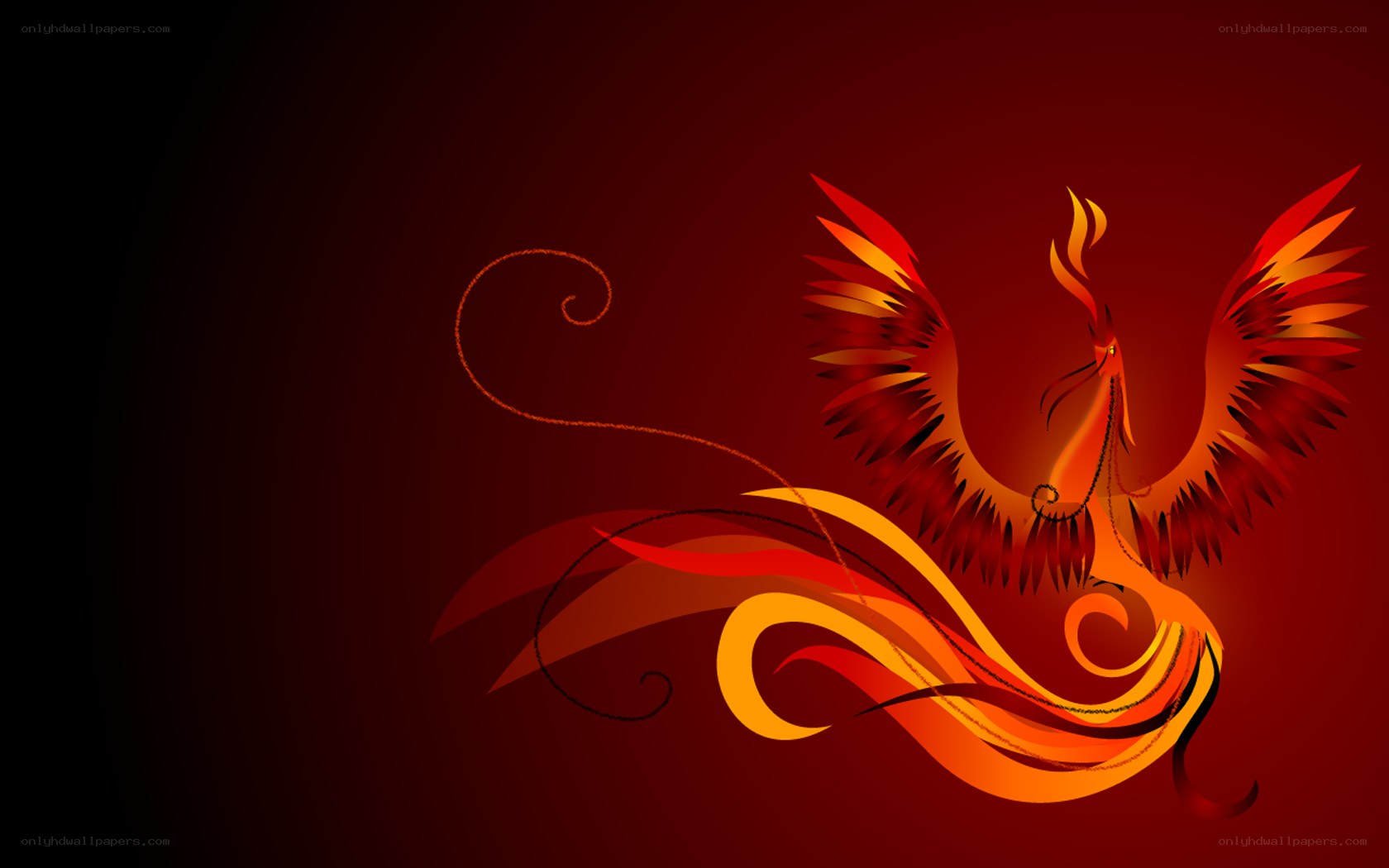 fiery phoenix illustration