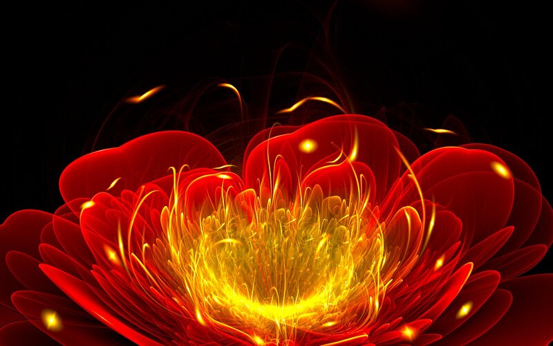 fiery red flower bloom