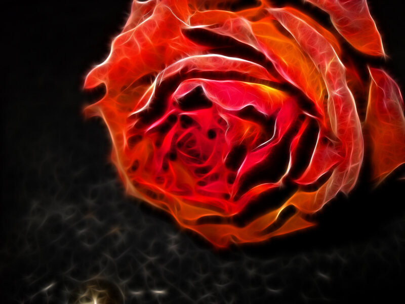 fiery red rose bloom