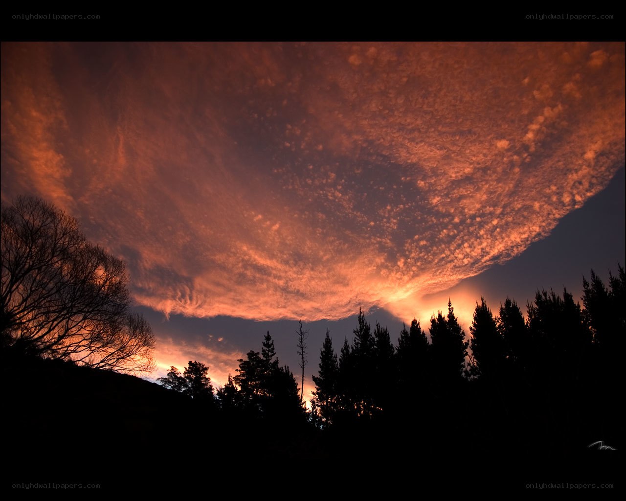 Fiery sunset over forest
