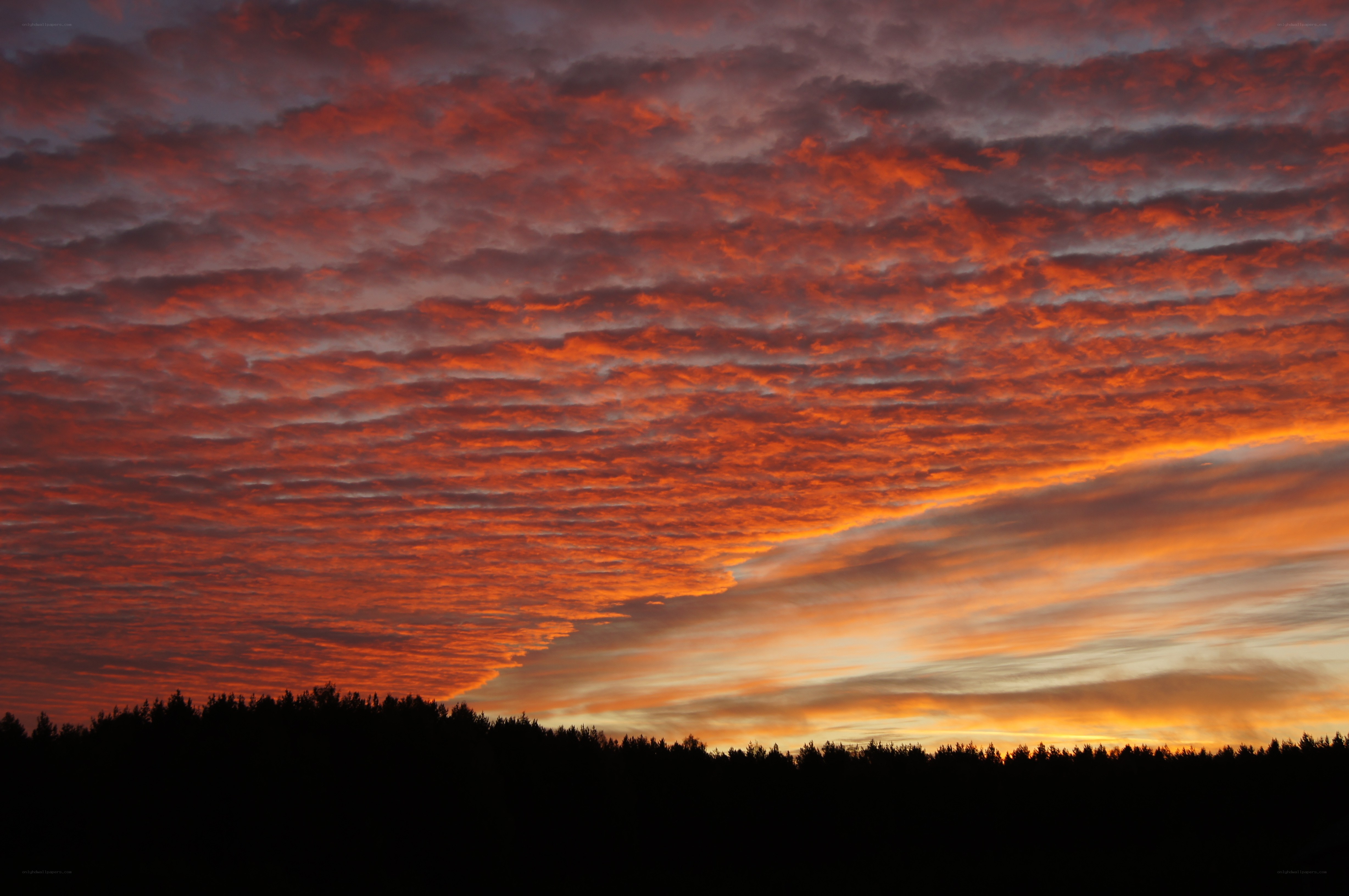 Fiery sunset over forest