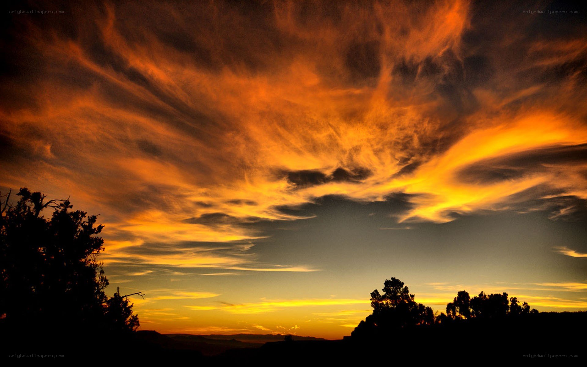 Fiery sunset over silhouetted trees