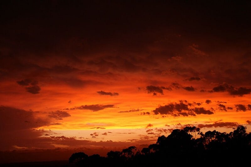 Fiery sunset over silhouetted trees