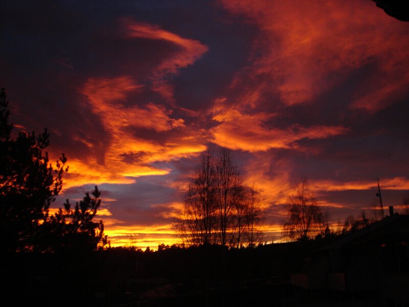 Fiery sunset over trees