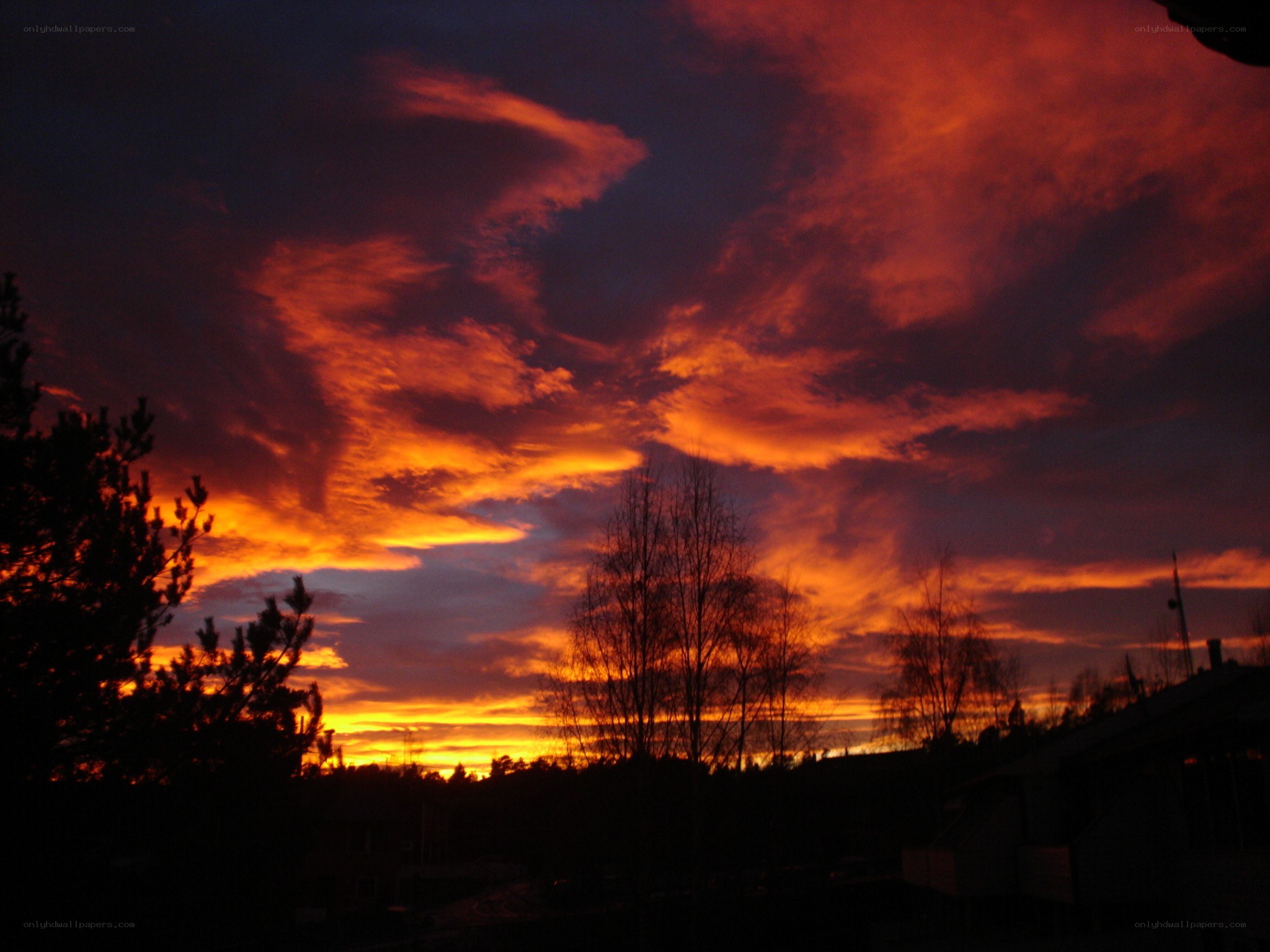 Fiery sunset over trees