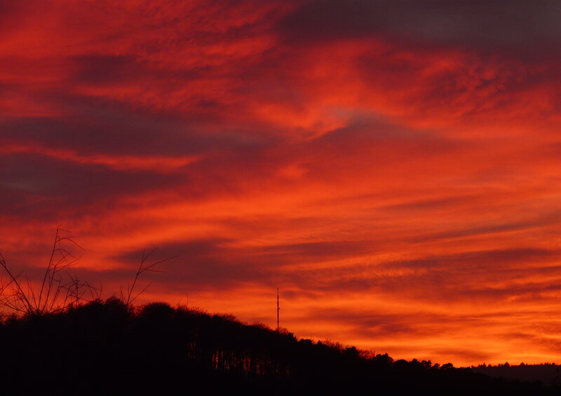 Fiery sunset over trees