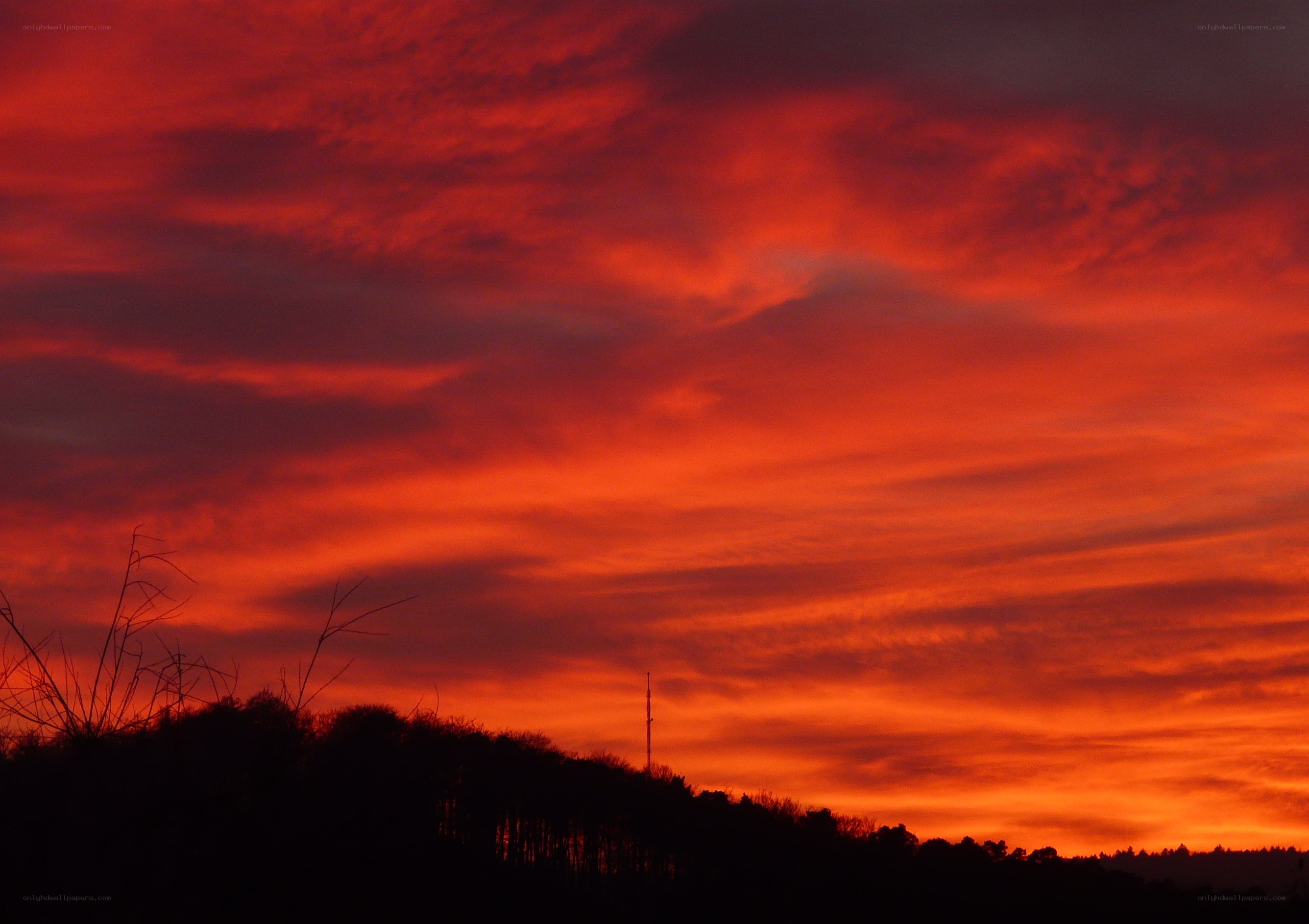 Fiery sunset over trees