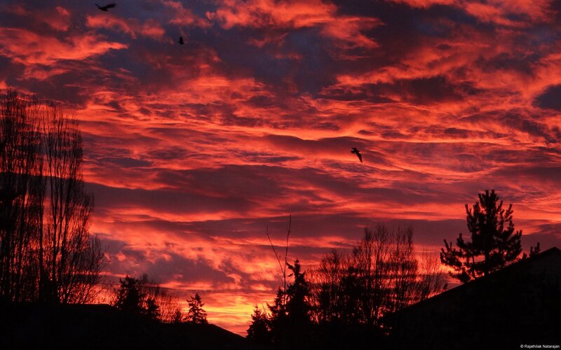 Fiery sunset with birds