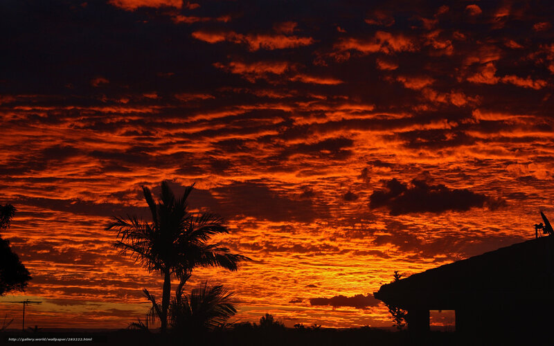 Fiery sunset with palm trees