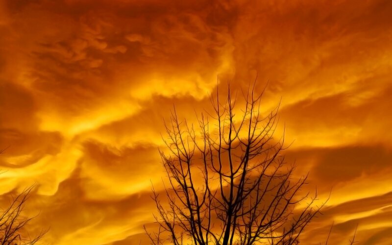 Fiery sunset with tree silhouette