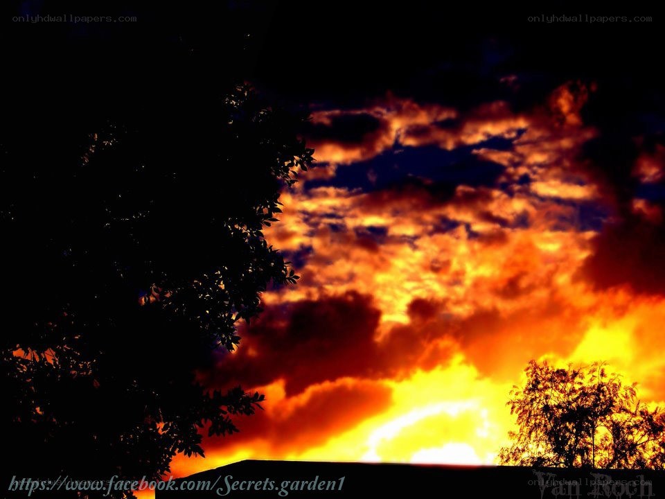 Fiery sunset with tree silhouettes