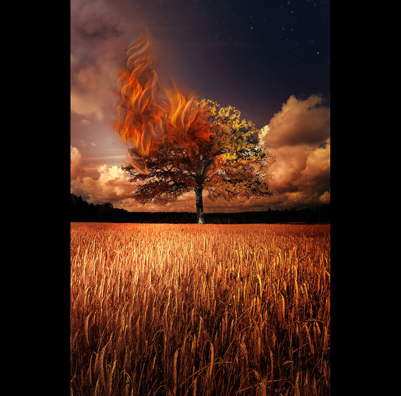 Fiery tree in a wheat field
