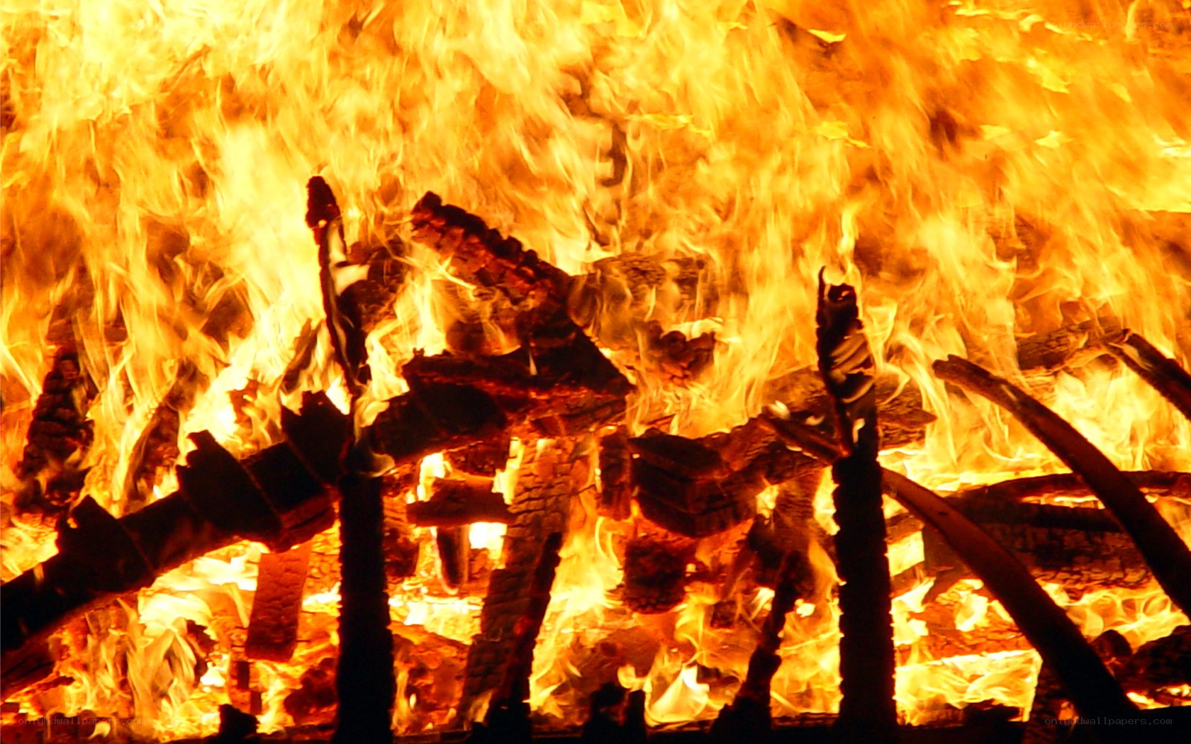 Fiery wood burning in a fire