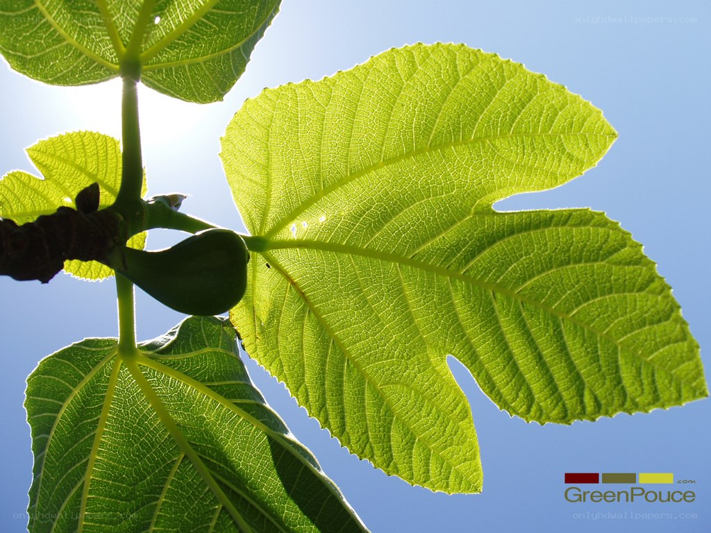 fig leaf and fruit in sunlight
