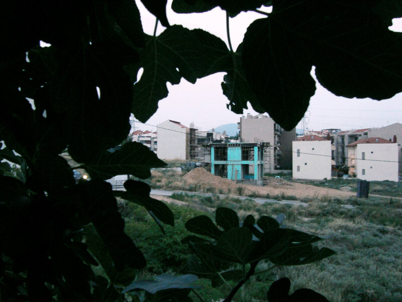 fig leaves framing construction site