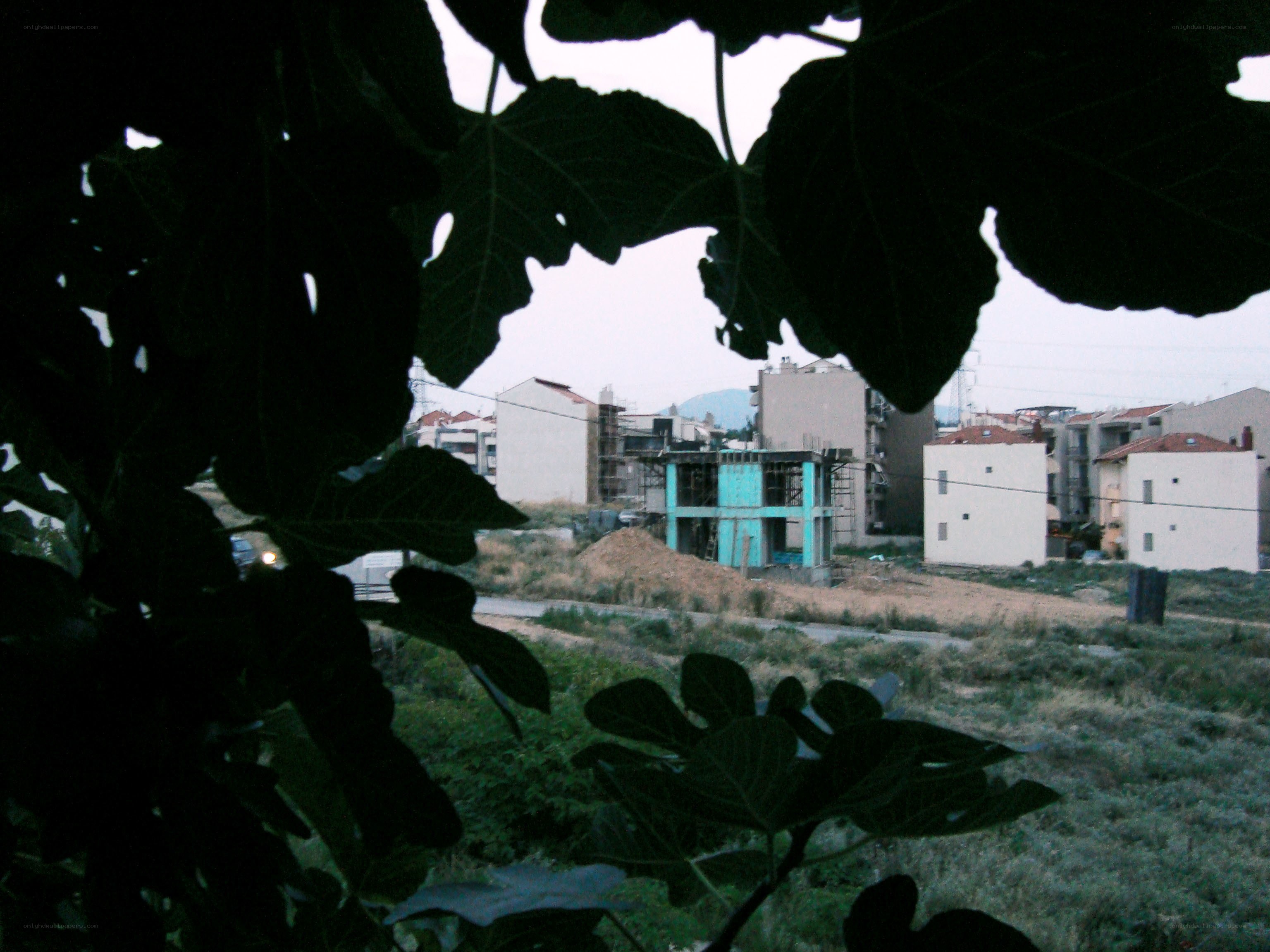 fig leaves framing construction site