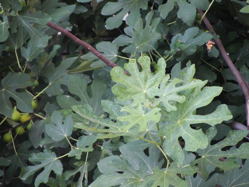 fig tree with green leaves