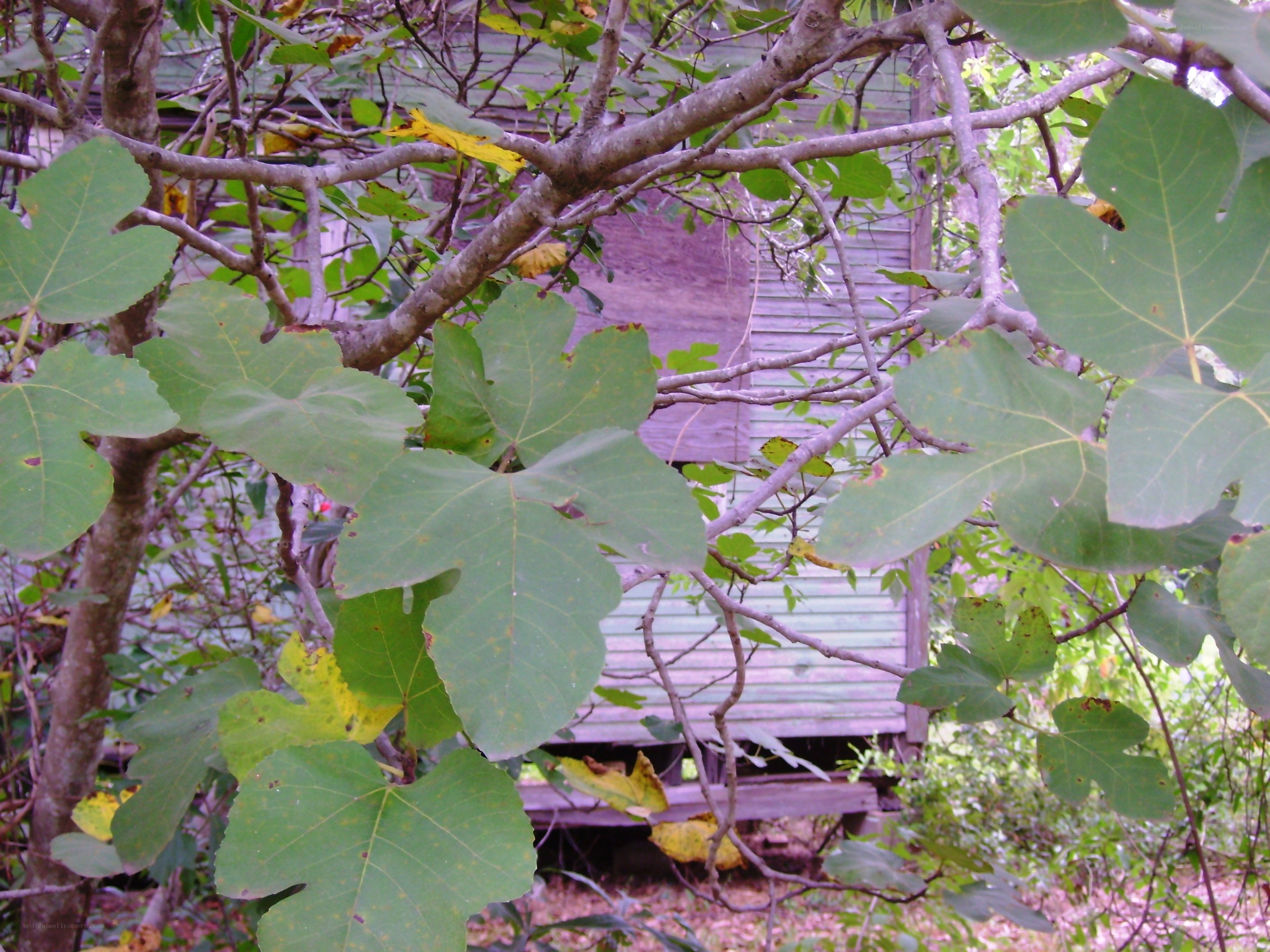 fig tree with old shed
