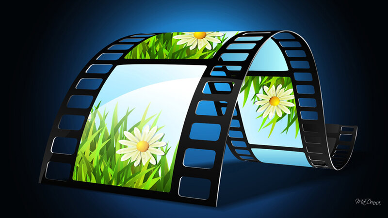 Film Strip with Daisies