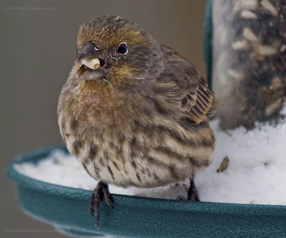 finch eating at feeder