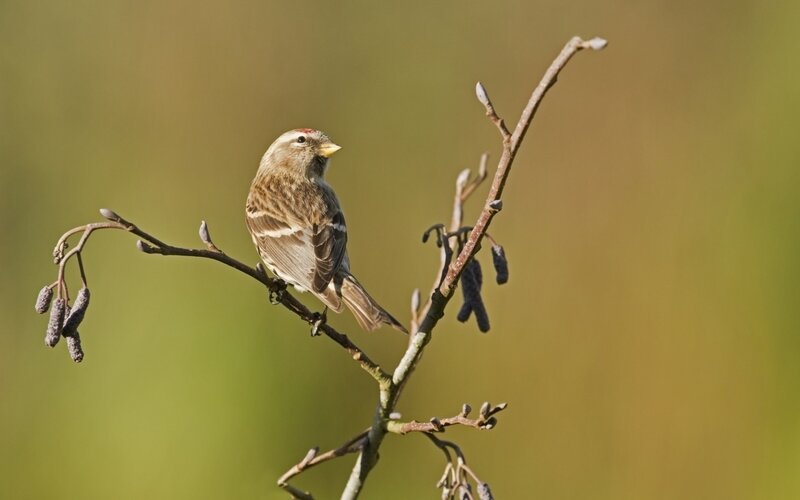 finch on a branch