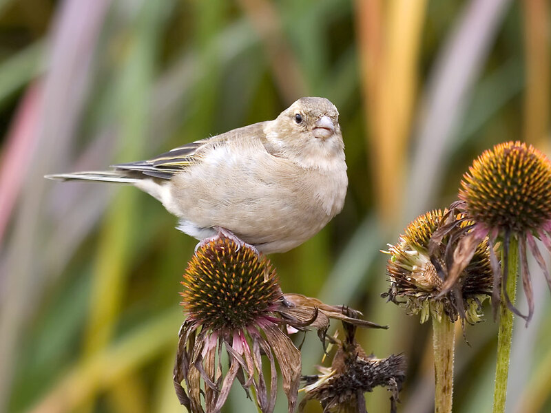 finch on a dried flower