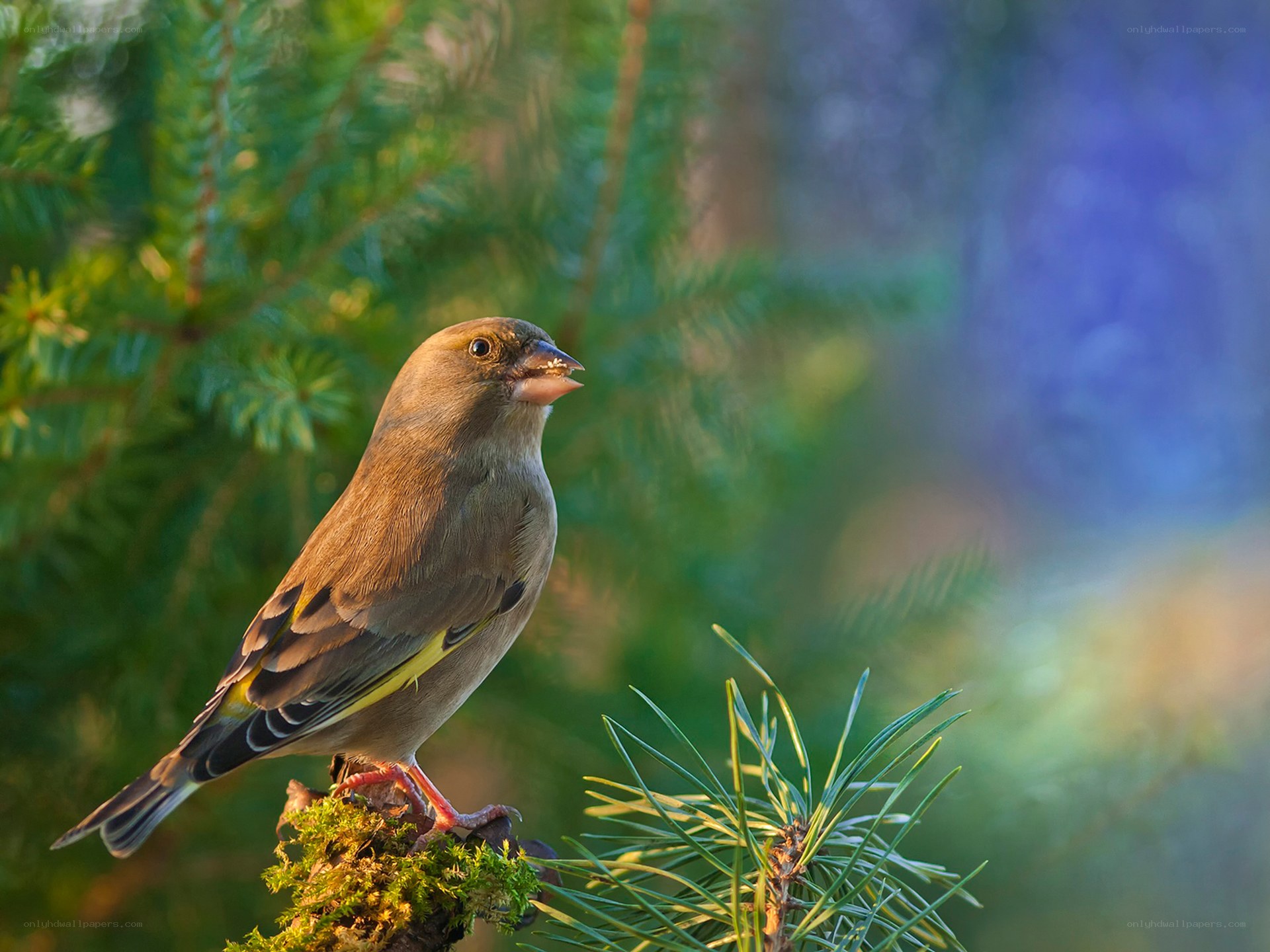 finch on pine branch