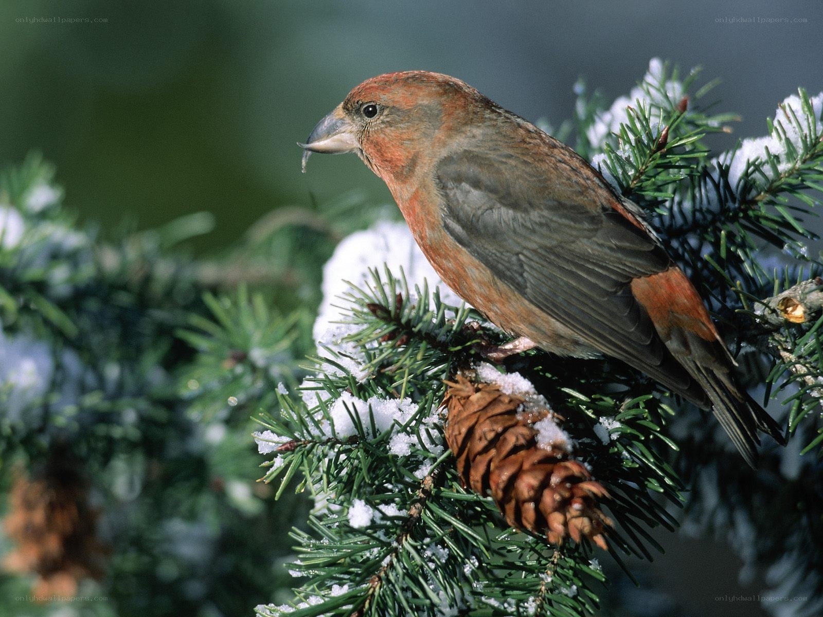 finch on snowy branch