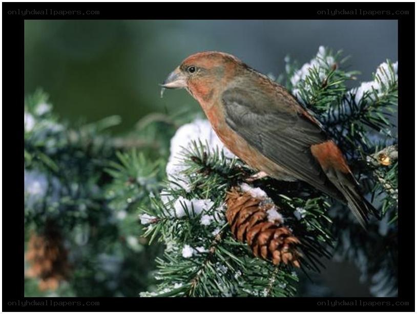 finch on snowy branch