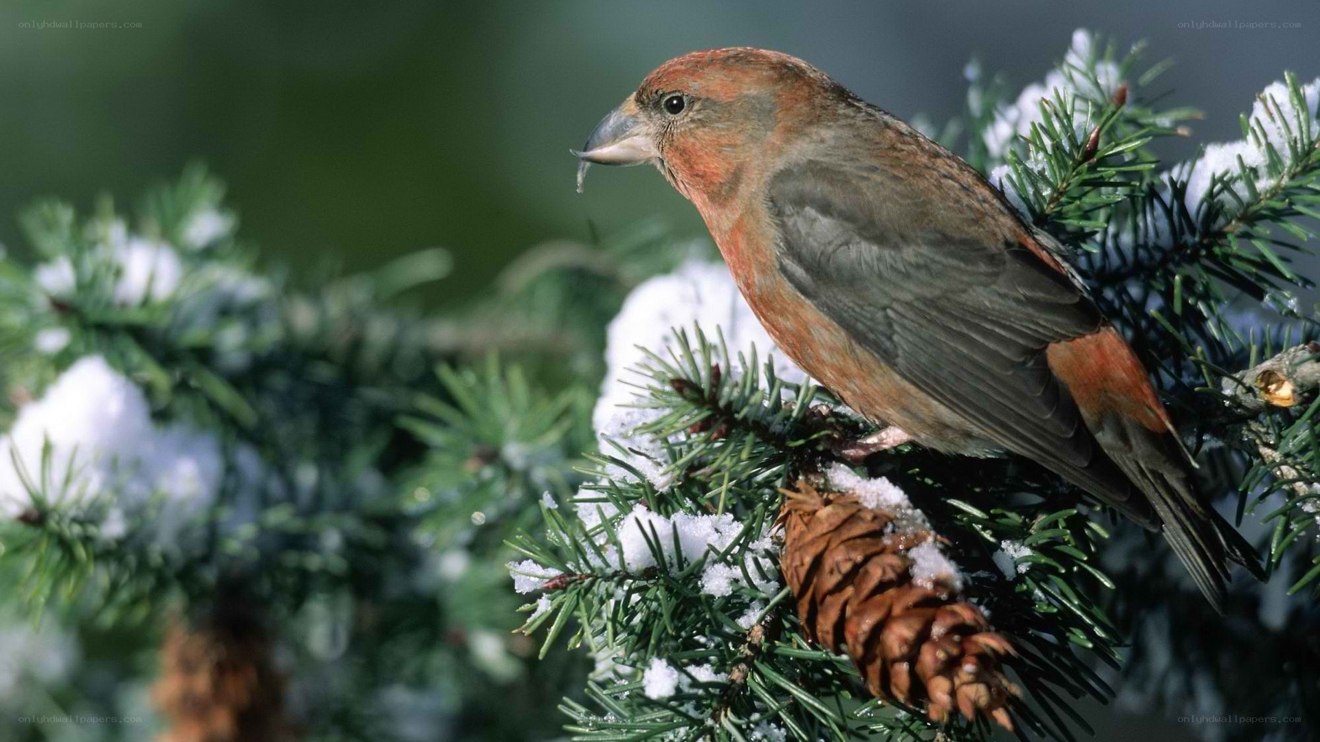 finch on snowy branch