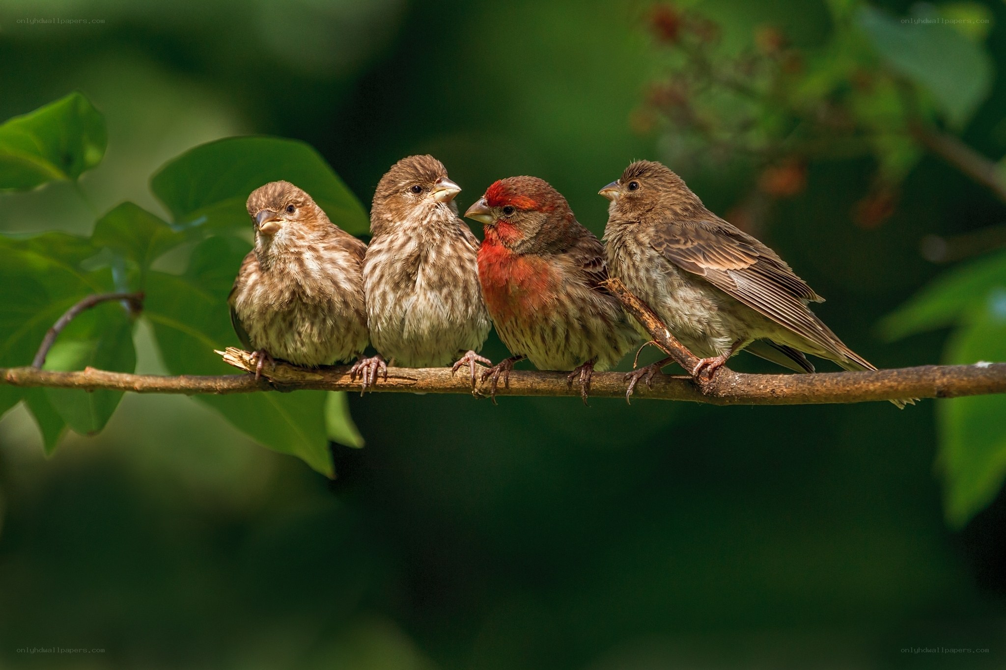 finches on a branch