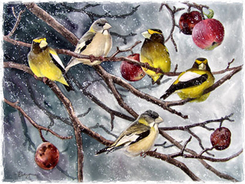 Finches on Apple Tree